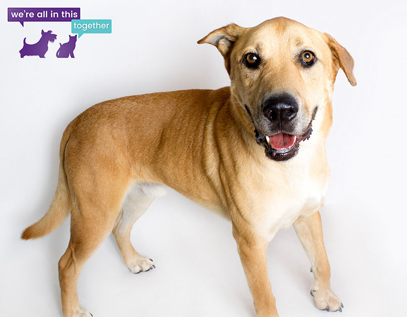 Adopt A Friend: Zephyr